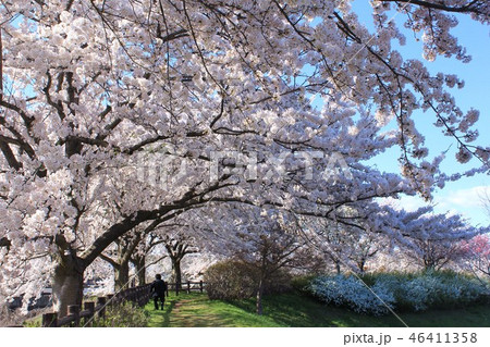 会津大学の桜 46411358