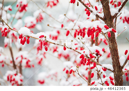 目 雪花 冬 46412365