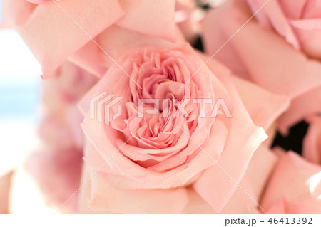 Macro delicate fresh pink rose flower. Wedding Macro delicate fresh pink rose flower. Wedding 46413392
