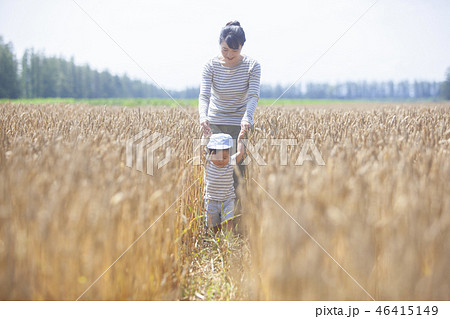 麦畑を歩く親子 麦畑を歩く親子 46415149