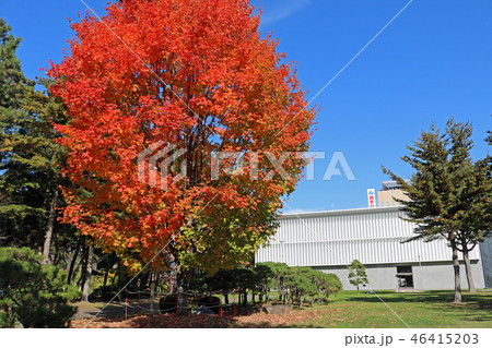 盛岡城跡公園(岩手公園)、芝生広場の紅く色づいたサトウカエデ 盛岡城跡公園(岩手公園)、芝生広場の紅く色づいたサトウカエデ 46415203