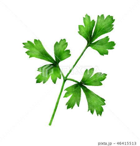 イタリアンパセリのイラスト素材