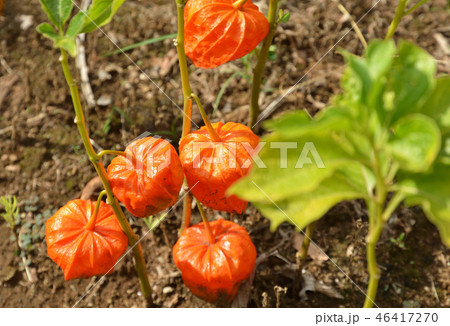 植物:ホオズキ ナス科 植物:ホオズキ ナス科 46417270