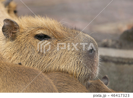 カピバラ 温泉 入浴シーン カピバラ 温泉 入浴シーン 46417323