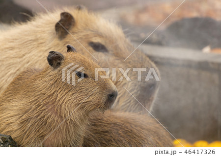 カピバラのおやこ　温泉　入浴シーン 46417326