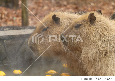 カピバラ　温泉　入浴シーン　ゆず湯 46417327