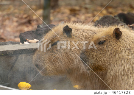 カピバラ 温泉 入浴シーン ゆず湯 カピバラ 温泉 入浴シーン ゆず湯 46417328