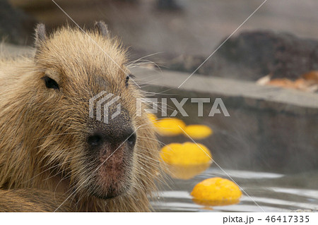 カピバラ　温泉　入浴シーン　ゆず湯 46417335