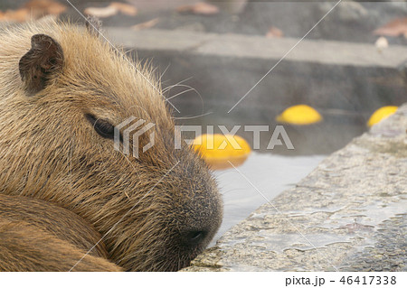 カピバラ　温泉　入浴シーン　ゆず湯 46417338