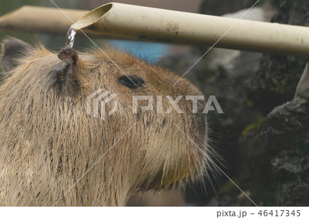 カピバラ　温泉　打たせ湯 46417345