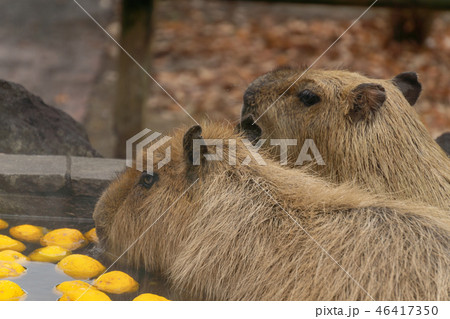 カピバラ 温泉 入浴シーン ゆず湯 カピバラ 温泉 入浴シーン ゆず湯 46417350