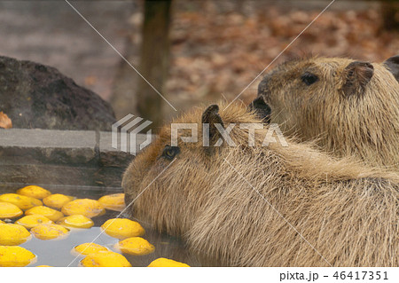 カピバラ　温泉　入浴シーン　ゆず湯 46417351