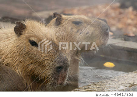カピバラ　温泉　入浴シーン 46417352