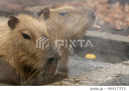 カピバラ 温泉 入浴シーン カピバラ 温泉 入浴シーン 46417353