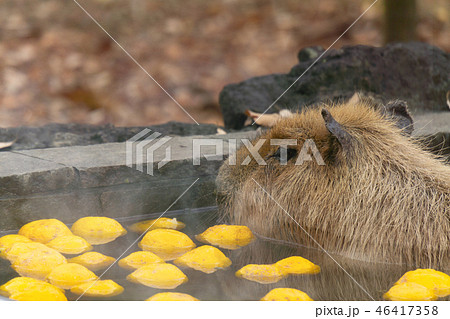 カピバラ　温泉　入浴シーン　ゆず湯 46417358