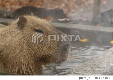 カピバラ 温泉 入浴シーン ゆず湯 カピバラ 温泉 入浴シーン ゆず湯 46417361