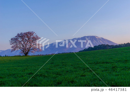 小岩井農場　一本桜 46417381