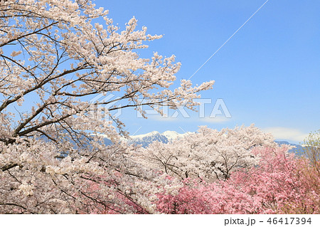 大草城址公園の桜と残雪の中央アルプス 46417394