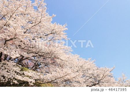 長野県上伊那郡中川村 大草城址公園の満開のソメイヨシノ 46417395