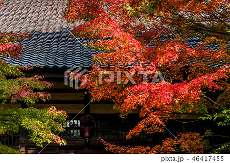 天徳院の紅葉 天徳院の紅葉 46417455