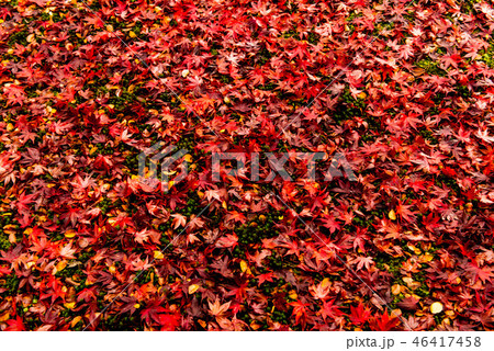 天徳院の紅葉 天徳院の紅葉 46417458