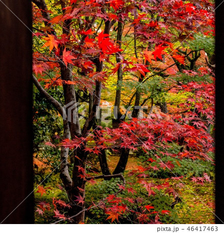 天徳院の紅葉 天徳院の紅葉 46417463