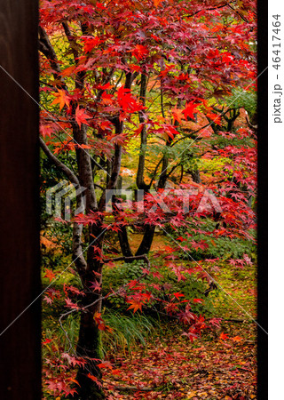天徳院の紅葉 天徳院の紅葉 46417464