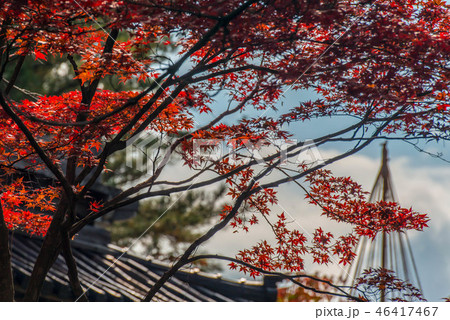 天徳院の紅葉 天徳院の紅葉 46417467