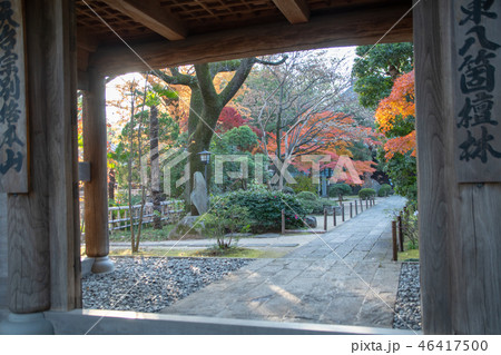 中院の紅葉 埼玉県川越市 中院の紅葉 埼玉県川越市 46417500