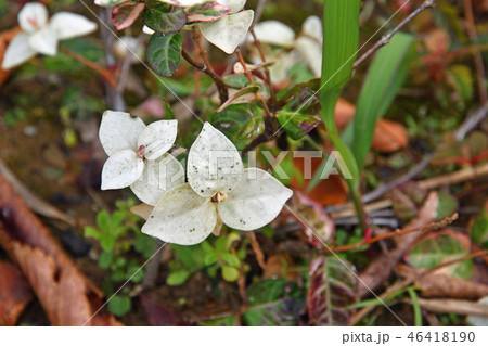 植物：ハツユキカズラ　キョウチクトウ科 46418190