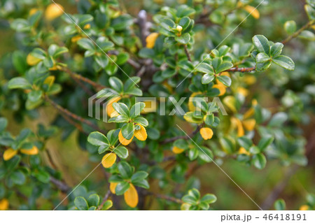 樹木:キンメツゲ モチノキ科 樹木:キンメツゲ モチノキ科 46418191