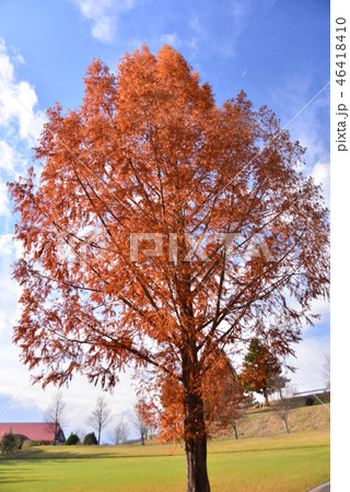 紅葉したメタセコイアの大木 紅葉したメタセコイアの大木 46418410