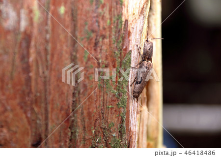 ウストラフコメツキ 46418486