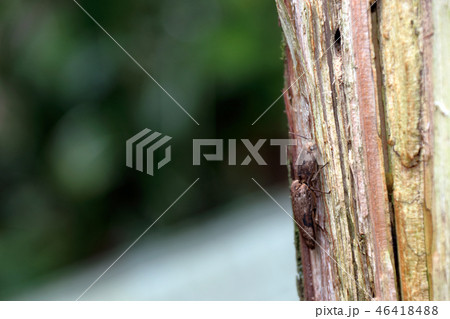 ウストラフコメツキ 46418488