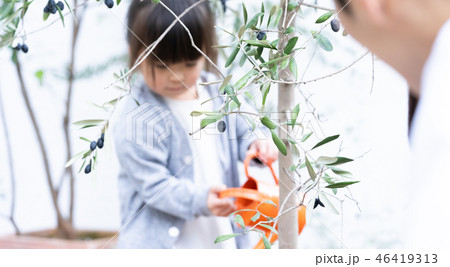 ファミリー ファミリー 46419313