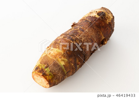 京芋 京芋 46419433