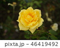 秋ばら 46419492