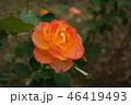 秋ばら 46419493