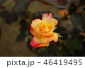 秋ばら 46419495