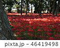 曼珠沙華 46419498