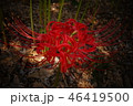 曼珠沙華 46419500
