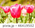 チューリップ 46419502