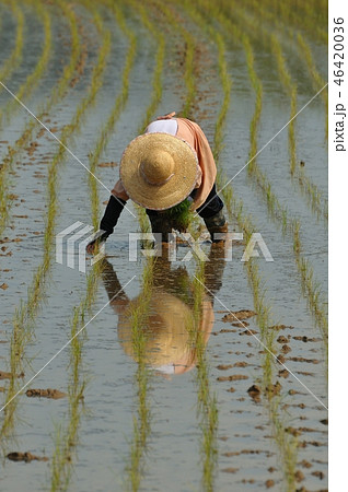 田植え 46420036
