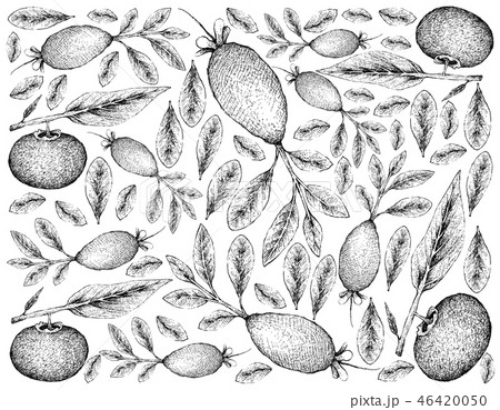 Hand Drawn Background of Guavasteen and Gold Apple Hand Drawn Background of Guavasteen and Gold Apple 46420050