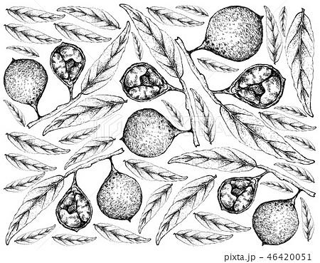 Hand Drawn Wallpaper of Ivru Wood Fruits on White Hand Drawn Wallpaper of Ivru Wood Fruits on White 46420051