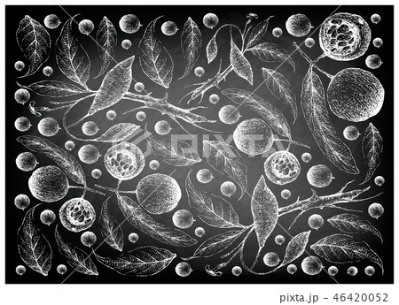 Hand Drawn Background of Hydnocarpus Anthelminthic 46420052