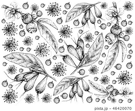 Hand Drawn Wallpaper of Tropical Fruits Background Hand Drawn Wallpaper of Tropical Fruits Background 46420070