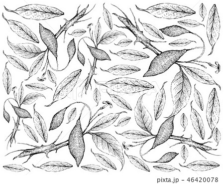 Hand Drawn Wallpaper of Iboga Fruits on White Back 46420078