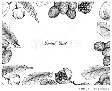Hand Drawn of Karo and Korlan Fruits on White Back 46420081
