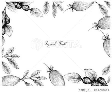 Hand Drawn Frame of Jujube or Lang Fruits Hand Drawn Frame of Jujube or Lang Fruits 46420084